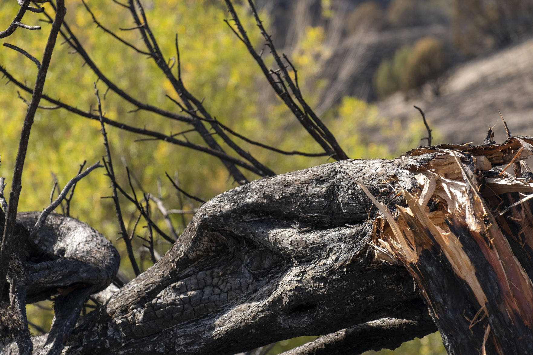 Badger Fire damage in Trapper Creek